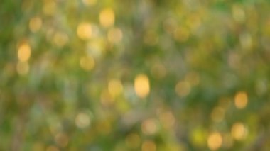 Footage of abstract blurred golden green foliage sparkling in the sunlight