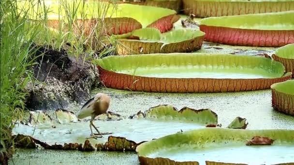 ビクトリアで食べ物を探しているジャワの池ヘロン鳥の映像 Amazonica Water Lily Pad — ストック動画