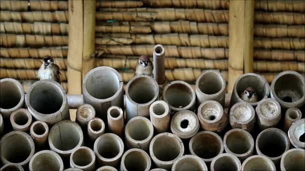 Footage Tree Sparrows Perching Bamboo Pipes — Stock Video