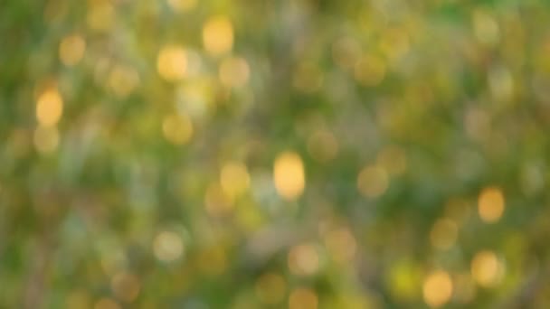 Footage Abstract Blurred Golden Green Foliage Sparkling Sunlight — Stockvideo