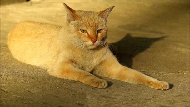 Beelden Van Een Kat Ontspannen Het Warme Zonlicht — Stockvideo