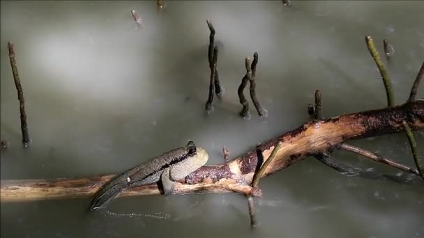 泰国萨穆特萨莫恩省红树林树根上一名泥石匠跳入水中的镜头 — 图库视频影像