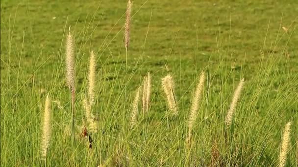 晨光下绿色草坪与一排排斯皮凯的图像 — 图库视频影像