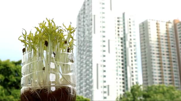 屋内庭園の概念のための都市住宅植物として成長した水ほうれん草の低酸素マイクログリーンの映像 — ストック動画