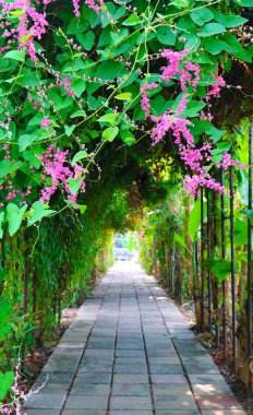 Çiçekli Mercan Sarmaşığı ya da Meksikalı Sarmaşık Çiçekleri Bir Bahçe Yolu 'nun Kemeri' ne tırmanıyor