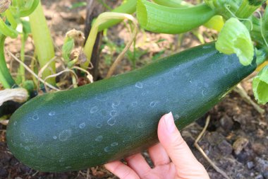 Home Garden 'da büyüyen bir kabağı tutarken