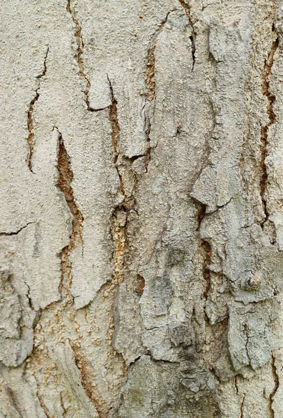 Fechar Textura Tronco Árvore Natural Para Fundo Abstrato — Fotografia de Stock