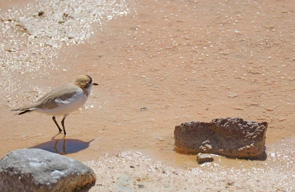 Puna Plover Bird Walking Shore Chaxa Lagoon Part Salar Atacama — Photo