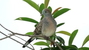 Sevimli Vahşi Zebra Güvercini 'nin Rüzgardaki Ağaç Dalına tünediği görüntüler.