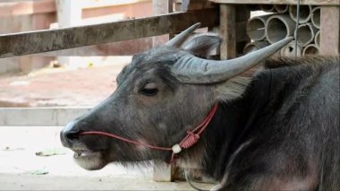 Böceği Kulaklarıyla Üflerken Çiğneyen Bir Bufalo 'nun Görüntüsü