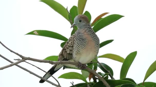 Footage Adorable Wild Zebra Dove Perching Tree Branch Wind — Stock Video