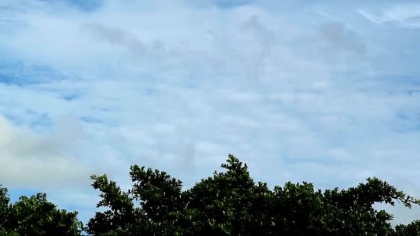 Time Lapse Footage White Stratocumulus Nuages Propageant Sur Feuillage Vert — Video