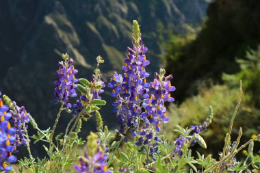 Arka planda Andean Dağları, Colca Kanyonu, Arequipa Bölgesi, Peru, Güney Amerika 'da Vahşi And Lupine Çiçekleri