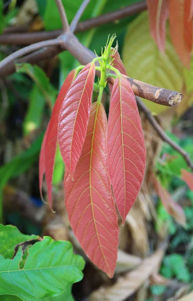 Daun Merah Muda Pinky Dari Pohon Cacao Atau Theobroma Cacao — Stok Foto