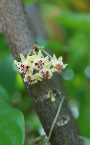 Primer Plano Racimo Flores Cacao Floreciendo Directamente Tronco Árbol — Foto de Stock