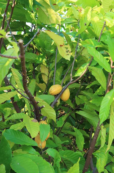 Cacau Árvore Theobroma Cacau Com Amadurecimento Frutas Chamado Cacau Pods — Fotografia de Stock