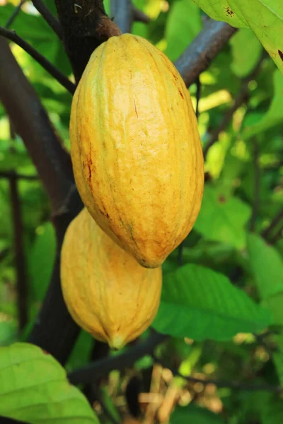 Closeup of Cacao Fruits Called Cacao Pods Ripening on Their Tree