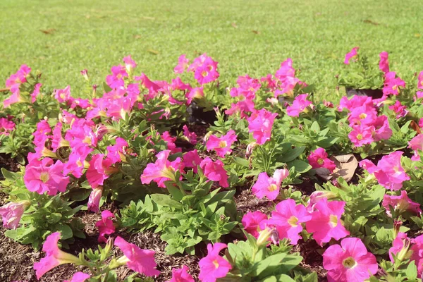 Shrubs of Eye Catching Vibrant Pink Petunias Blossoming in the Garden
