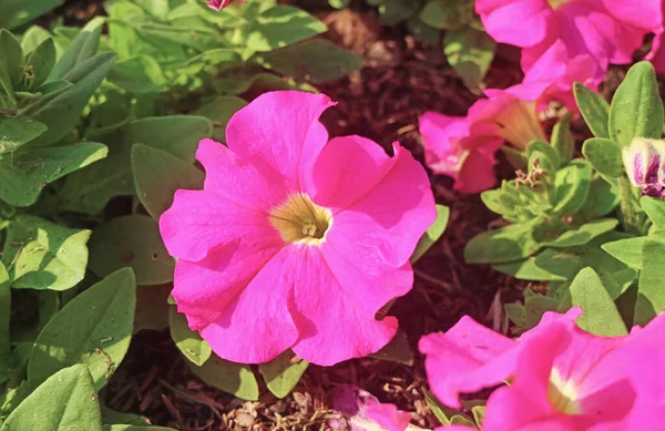 Closeup of Gorgeous Hot Pink Petunias Blossoming in the Sunlight