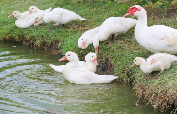Beyaz Muscovy Ördekleri Sürüsü Cairina Moschata Domestica Havuzun Çevresinde Dinleniyor — Stok fotoğraf
