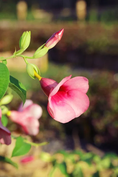 Closeup Gorgeous Allamanda Blanchetii Flower Blossoming Sunlight — Stock Photo, Image