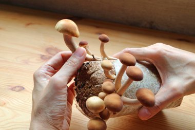 El hasadı Kadife Pioppini Mantarı ya da Yanagi matsutake Kapalı Bahçe Ürünleri