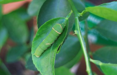 Yeşil Kireç Kuyruklu Kırlangıç Tırtılının Yakından Bir Kireç Ağacı Yaprağında Dinleniyor