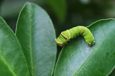 Canlı Yeşil Kireç Kuyruklu Kırlangıç Tırtılının, Limon Ağacı Yaprağında Sürünmesi