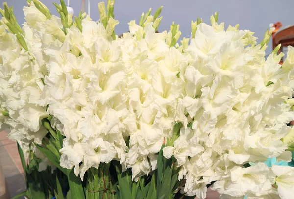 Mazzi Splendido Bouquet Gladiolo Bianco Puro Vendita Fronte Alla Basilica — Foto Stock