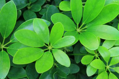 Schefflera Arboricola ya da Şemsiye Çalı Yaprakları