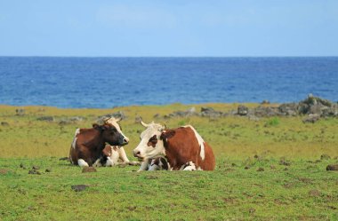Pasifik kıyılarındaki çayırlarda dinlenen bir çift inek, Paskalya Adası, Şili, Güney Amerika