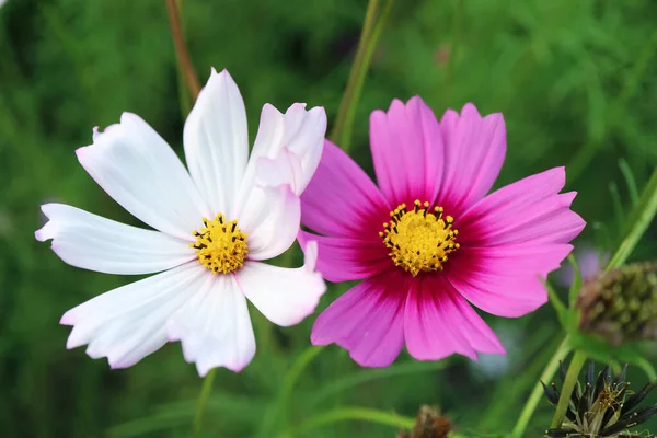 Pair White Pink Garden Cosmos Mexican Aster Blooming Field — Stock Photo, Image
