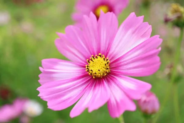 Closeup Blossoming Gorgeous Bicolor Garden Cosmos Mexican Aster — Stock Photo, Image