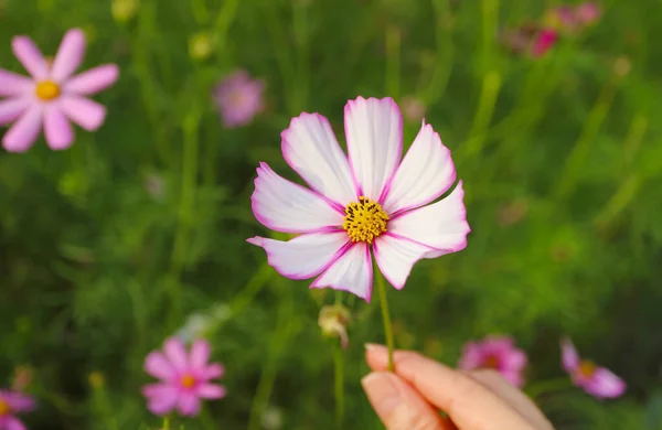 Hand Touching Blossoming Bicolor Garden Cosmos Mexican Aster Care — Stock Photo, Image