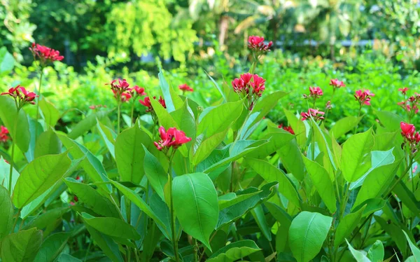 Los Arbustos Color Vivo Peregrina Flores Que Florecen Jardín —  Fotos de Stock