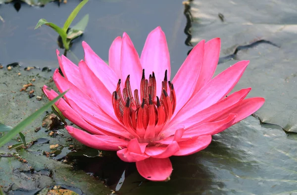 Közelkép Egy Gyönyörű Élénk Rózsaszín Vízililiom Virág Virágzik Tóban — Stock Fotó
