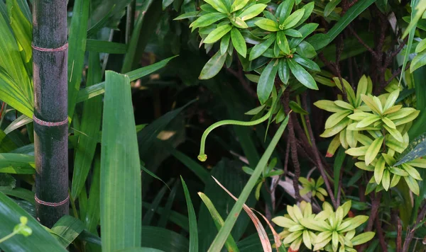 Vibrante Verde Oriental Chicote Serpente Ahaetulla Prasina Escalada Nos Arbustos — Fotografia de Stock