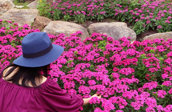 宽边帽女子轻柔地触碰园中的火红菊花 — 图库照片