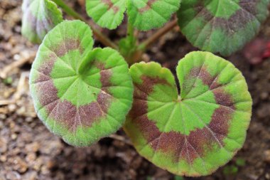 Bahçede büyüyen Sardunya Yaprakları (Pelargonium)