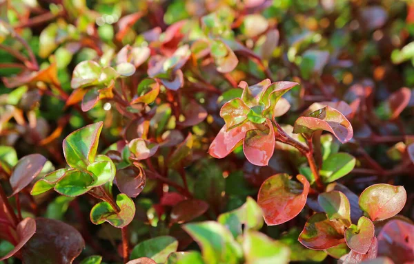 Red Watercress Plants Growing Sun — Stok Foto