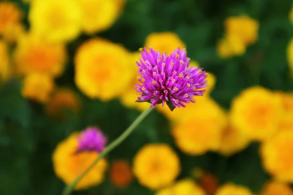 花火の花や背景にブリュリーマリーゴールドとGomphrenaプルチェッラの閉鎖 — ストック写真