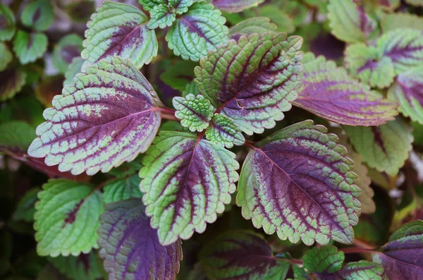Closeup Vivid Colored Variegated Leaves Coleus Plant Garden — Photo