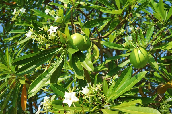 Closeup Pong Pong Frutas Flores Árvore Uma Planta Altamente Tóxica — Fotografia de Stock