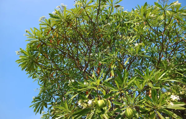 Fruiting Pong Pong Tree Una Planta Altamente Tóxica Cultivada Ampliamente —  Fotos de Stock