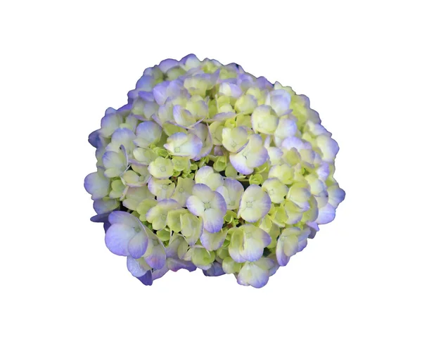 Gros Plan Magnifique Floraison Pastel Bleu Hortensia Sur Fond Blanc — Photo
