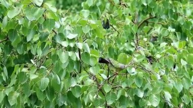 Portakal göğüslü Yeşil Güvercin Sürüsü Yağmurda Banyo yaptıktan sonra Bodhi Ağacı 'nda