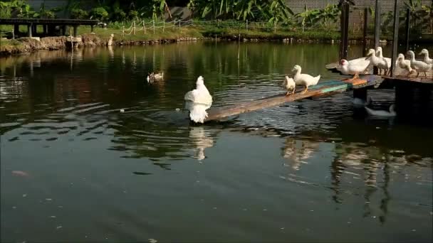 大群较小的鸭子跳进池塘的白色麝香鸭的摄像 — 图库视频影像