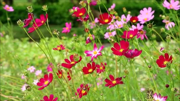Filmagem Várias Flores Vermelhas Rosa Cosmos Jardim Campo Luz Sol — Vídeo de Stock