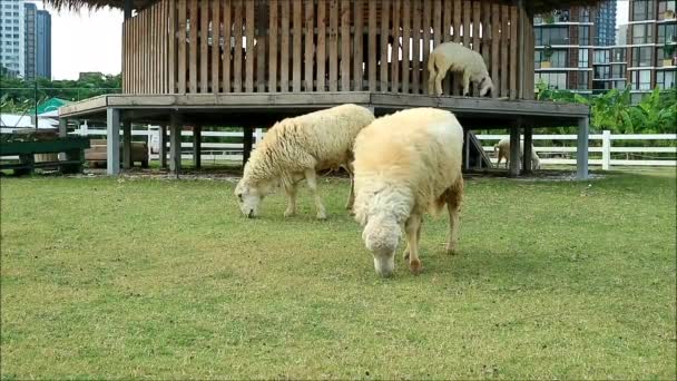Filmación Sheep Grazing Granja Urbana Con Goat Grazing Telón Fondo — Vídeos de Stock