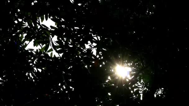 Footage Bright Sunbeams Shining Foliage Silhouette — Stock Video